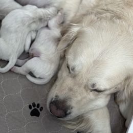 3rd Pick Male - Light golden male Golden Retriever puppy in Sarasota, Florida from Platinum Paws Puppies