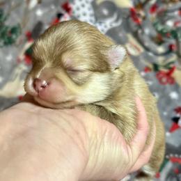 Micah - Chocolate sable male Pomeranian puppy in Springfield, Missouri from Hope Mountain Pomeranians