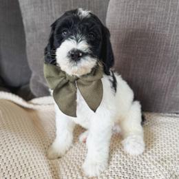 Pork chop - Black and white male Bernedoodle puppy in New Harmony, Indiana from Cottonwood Farms