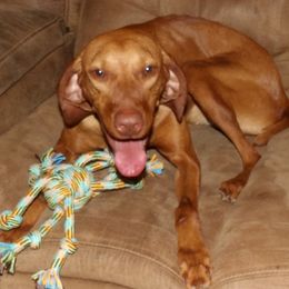 Ruby - Vizsla
