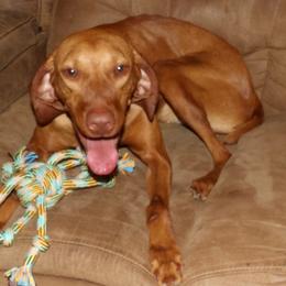 Ruby - Vizsla