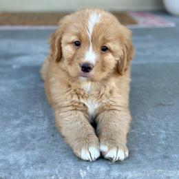 Nova Scotia Duck Tolling Retriever Puppies from Terracotta Tollers
