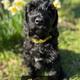 Arrow - Black male Australian Labradoodle puppy in Richmond, Kentucky from Happy Time Doodles