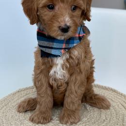 K-Blue Boy - Red  male Goldendoodle puppy in Lewisville, Texas from Texas Goldendoodle Lovers