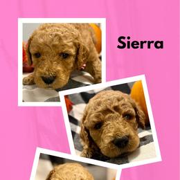 Sierra - Apricot female Goldendoodle puppy in Bluefield, Virginia from Love on a Leash