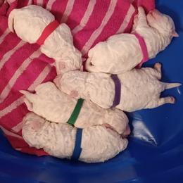 Bichon Frise Puppies from Orchid Bichon Frisé