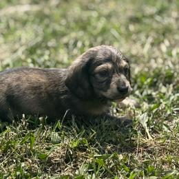 Ckc shaded cream brindle dapple male longhair 1 - Brindle male Dachshund puppy in Anderson, California from Golden Paws Dachshunds