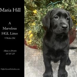 Agent Maria Hill - Light Blue Collar, Black Female - 3,000 - Black female Labrador Retriever puppy in Eaton Rapids, Michigan from Higher Ground Labradors