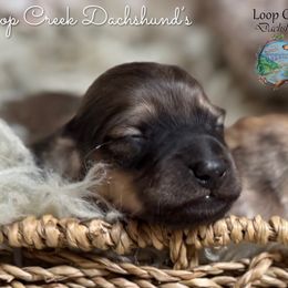 Nalu - Cream male Dachshund puppy in Fayetteville, West Virginia from Loop Creek Dachshunds