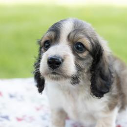 Benedict - Cream male Dachshund puppy in Boswell, Indiana from Golden Moose Homestead