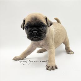 Pug and Shih Tzu Puppies from Swaying Sycamore Farm