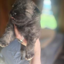 Citrine - Gray silver and black female Keeshond puppy in Logan, Ohio from Hocking Hills Keeshonds