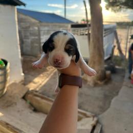 Boy 8 - Black and white male Basset Hound puppy in Las Animas, Colorado from J&D Dachsies