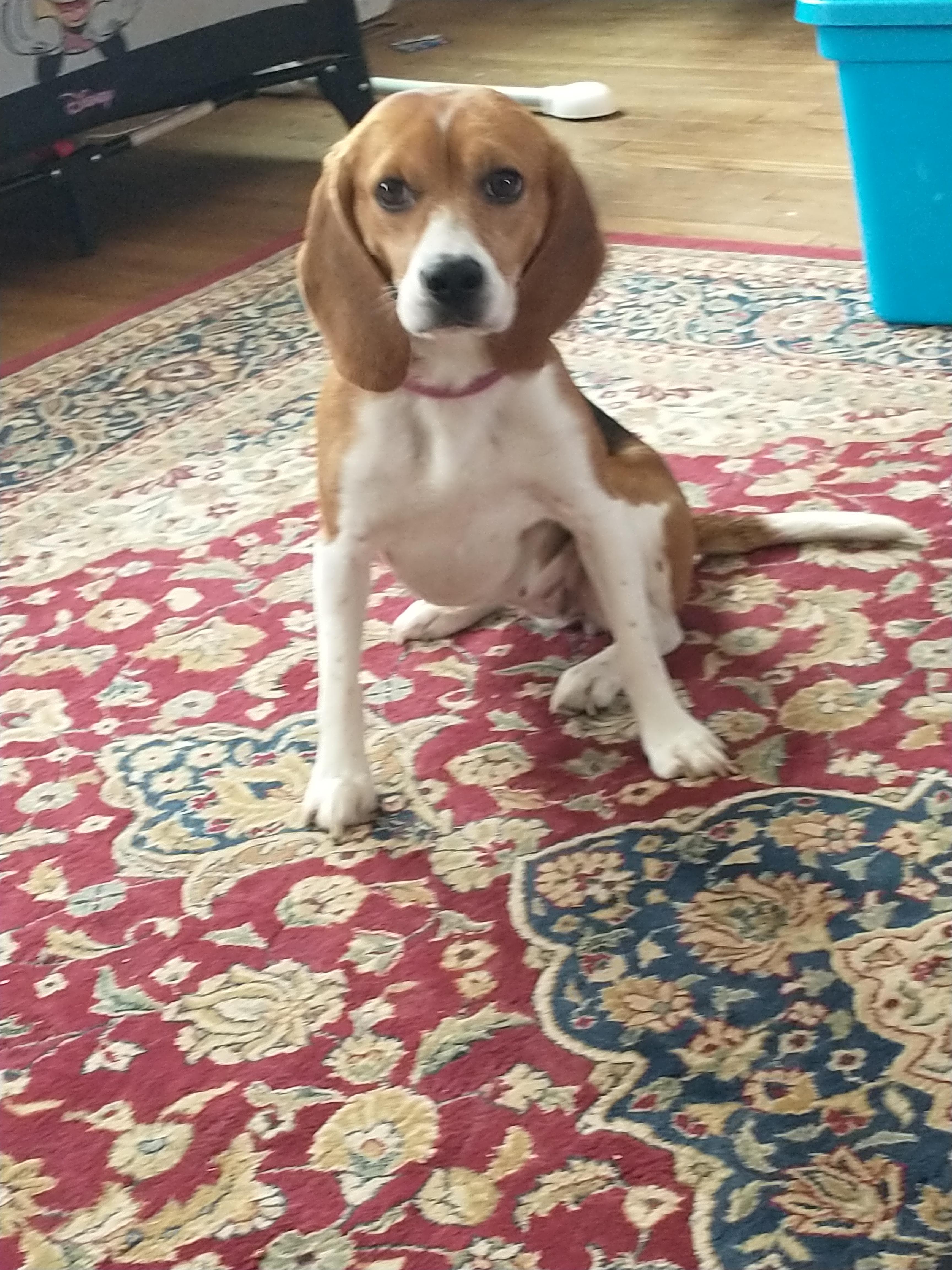Lacy's Beagles in New York | Beagle puppies | Good Dog