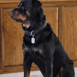 Miniature Schnauzer and Rottweiler All Grown Up from Rough Creek Kennels