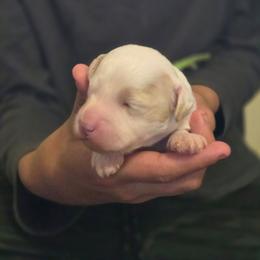 Romano - Parti male Goldendoodle puppy in Crawfordsville, Iowa from DoodleBlessings