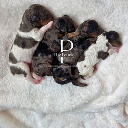 Australian Labradoodle and Bernedoodle Puppies from The Poodle Co. Raising Doodles & Poodles