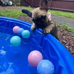 French Bulldog Puppies from Heartfelt Kennels