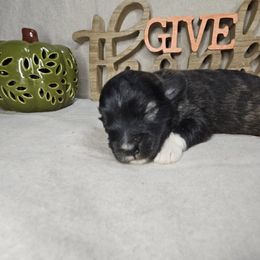 Sunflower - Sable female Aussiedoodle puppy in Doerun, Georgia from Twig & Tail Puppies
