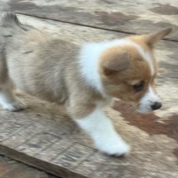 Boy 4 - Red male Pembroke Welsh Corgi puppy in Ridgeland, South Carolina from FOF Lowcountry Corgis