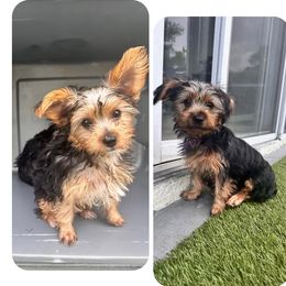 Yorkshire Terrier Puppies from Luna's Treasures