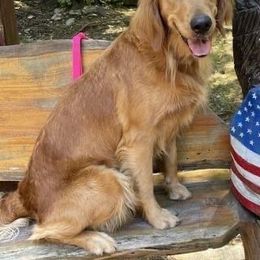 Dolly - Golden Retriever