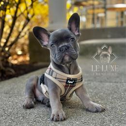 UNO - Liver male French Bulldog puppy in Gurnee, Illinois from Le Luxe Frenchies