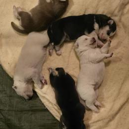 Siberian Husky puppies from MT Kennel