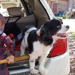REMY - Cocker Spaniel