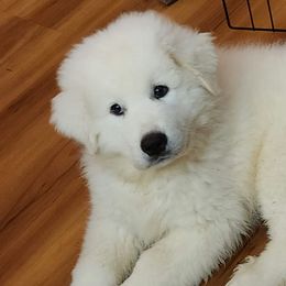 Great Pyrenees from Lecteur Kennels