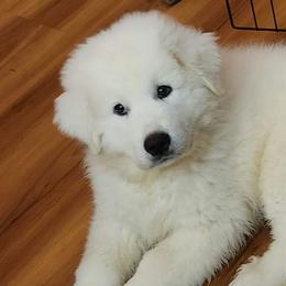 Great Pyrenees from Lecteur Kennels