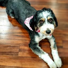 Raven - Bernedoodle