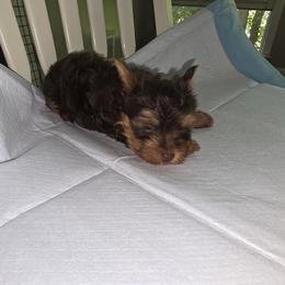 Yorkshire Terrier Puppies from Kalynn's Kuties