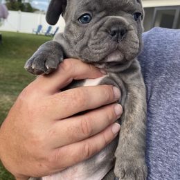 French Bulldog Puppies from Happy French Bulldogs