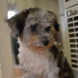 Chino - Aussiedoodle