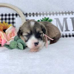 Chanel - Sable female Pembroke Welsh Corgi puppy in San Diego ,Ca, California from SoCal Native Corgis
