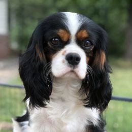 Ariel - Cavalier King Charles Spaniel