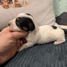 Beulah - Piebald female Dachshund puppy in Barnard, Missouri from KB Doxies