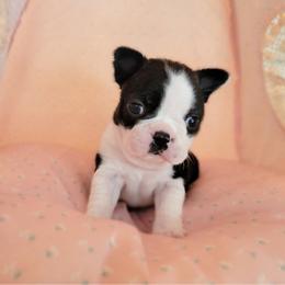 Boston Terrier Puppies from Our Gang Bostons