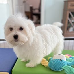 Upton - White male Maltese puppy in Colonial Beach, Virginia from Julie Tremblay