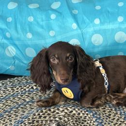 Dachshund All Grown Up from Leah’s Suncoast Doxies