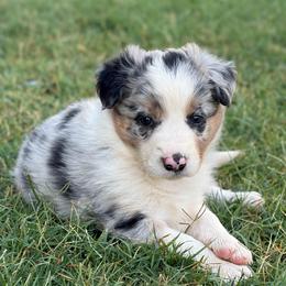 Garth - Blue merle male Border Collie puppy in Binger, Oklahoma from JM Cattle Co