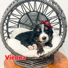 Vienna - Tri-color female Bernedoodle puppy in West Haven, Utah from Split Mountain Doodles