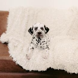 Liver White Female - White and liver brown female Dalmatian puppy in Fayette, Missouri from Lazy B Bassets and Dalmatians