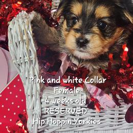 Yorkshire Terrier Puppies from Hip Hoppin Yorkies