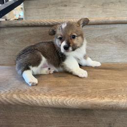 Sapphire - Sable female Pembroke Welsh Corgi puppy in Phelan, California from Desert Sunset Pembroke Welsh Corgis