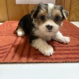 Girl 3 - Parti female Yorkshire Terrier puppy in Bear Creek, North Carolina from Yorkie Time