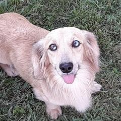 Pixel - Dachshund