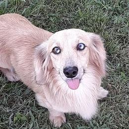 Pixel - Dachshund