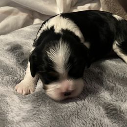 Petunia - Tri-color female Cavalier King Charles Spaniel puppy in Eatontown, New Jersey from NJ Cavalier King Charles Breeder